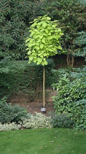 catalpa aurea