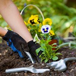 woman gardening gloves posies flowers gardening tools